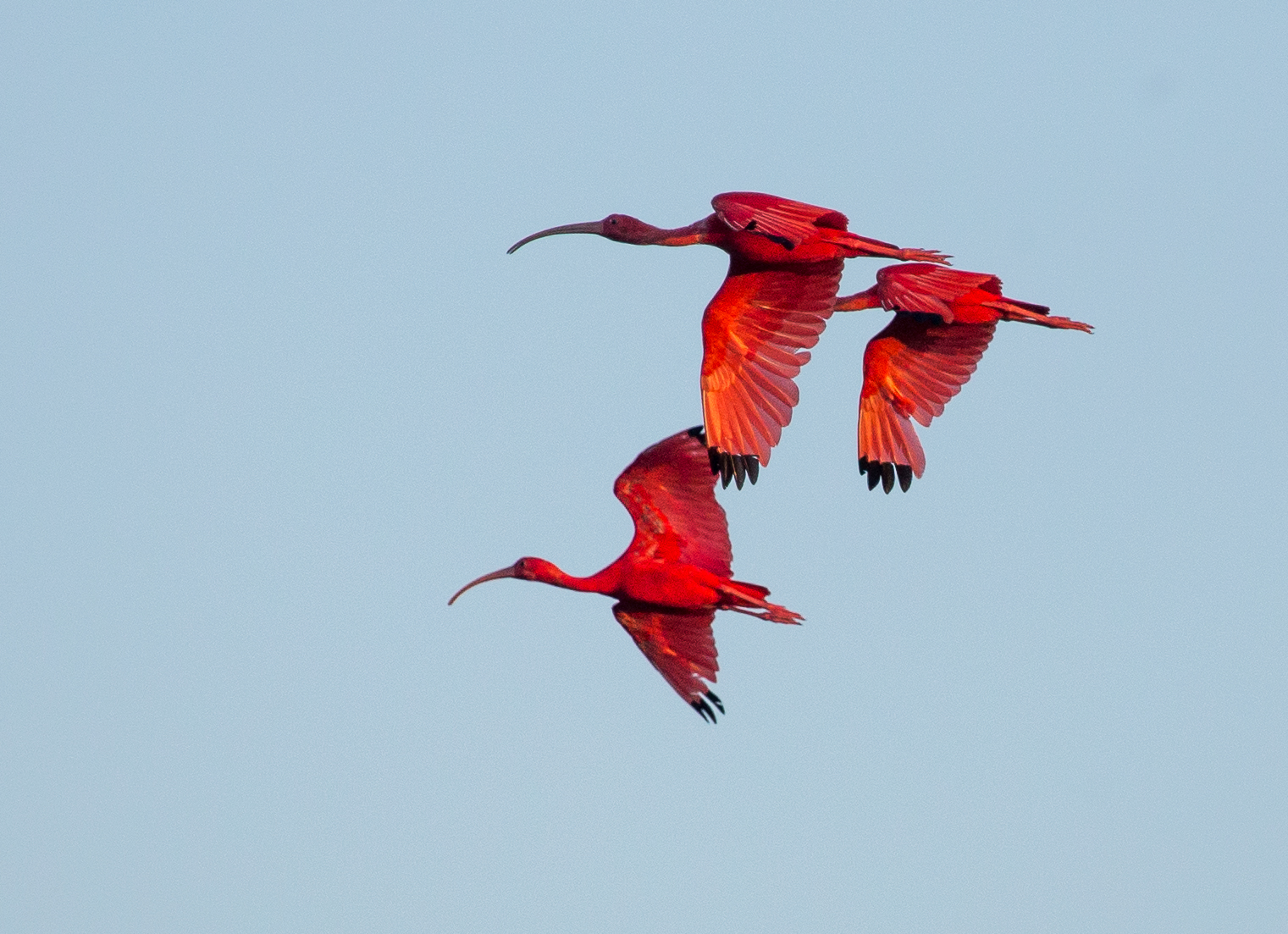 Scarlet Isib in flight